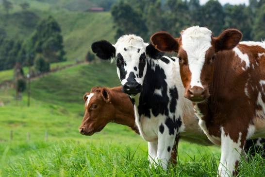 Las-vacas-son-capaces-de-reconocer-el-rostro-y-la-voz-de-seres-humanos-familiares-para-ellas.jpg